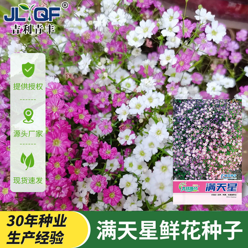 普瑞斯特满天星花种子四季开花草籽家庭园艺阳台庭院盆栽鲜花种籽图片