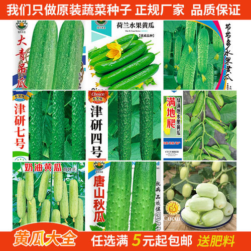 节节多水果黄瓜种子唐山秋瓜大青吊瓜满地爬津研七号四号蔬菜种籽