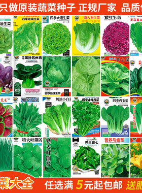 奶油生菜种子油菜油麦菜苦苣青菜小白菜鸡毛菜阳台盆栽蔬菜种籽孑