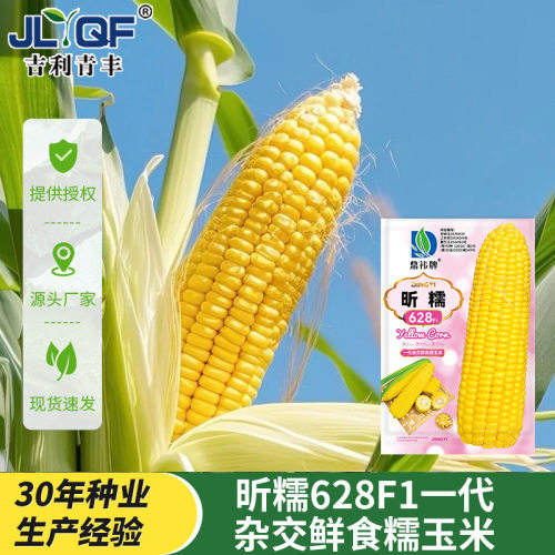 鼎祎昕糯628糯玉米种子早熟大穗鲜食苞米籽黄糯甜杂交品种籽孑