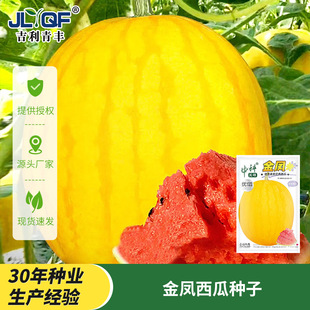 中科天塔金凤西瓜种子优质黄皮红肉早熟高产薄皮质沙脆甜水果种籽