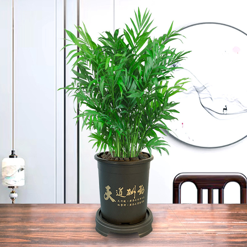 富贵椰子盆栽阳台客厅办公室内花卉好养植物四季常青水培土培绿植