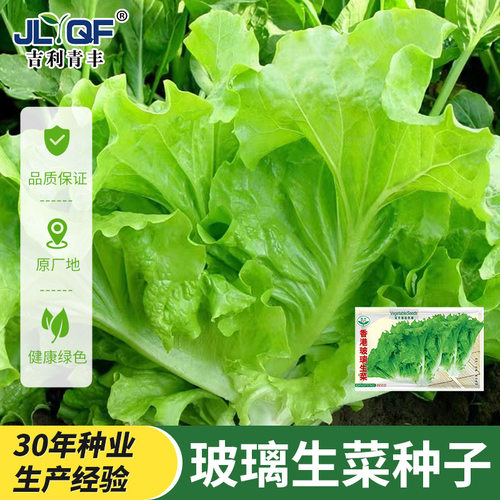 玻璃生菜种籽耐热四季意大利生菜种孑脆嫩沙拉奶油生莱子阳台盆栽