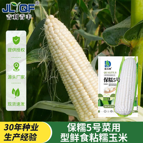 鼎袆保糯5号菜用型鲜食粘糯玉米种子四季播白色杂交大田大棒种籽