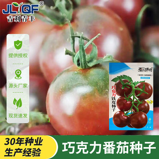 查尔斯顿巧克力番茄种子易种植甜美多汁高成活个大酸甜西红柿种籽