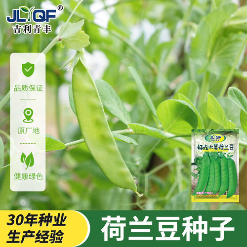 荷兰豆种籽种子四季甜蔬菜