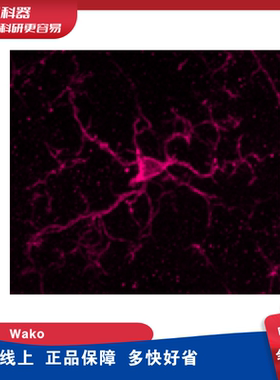 Wako 011-27991 Anti Iba1, Goat 抗Iba1，山羊源多克隆抗体