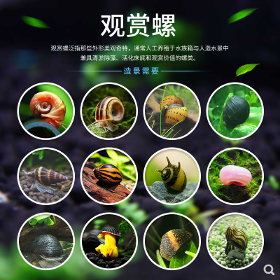 神秘螺观赏螺活体工具螺除藻螺苹果螺紫纹螺斑马螺螺丝蜗牛宠物螺|ruв категории животное/Животное питание и принадлежностей, аквариум мира, винт - от Buy2taobao.com для оказания профессиональной услуги покупки агента Taobao