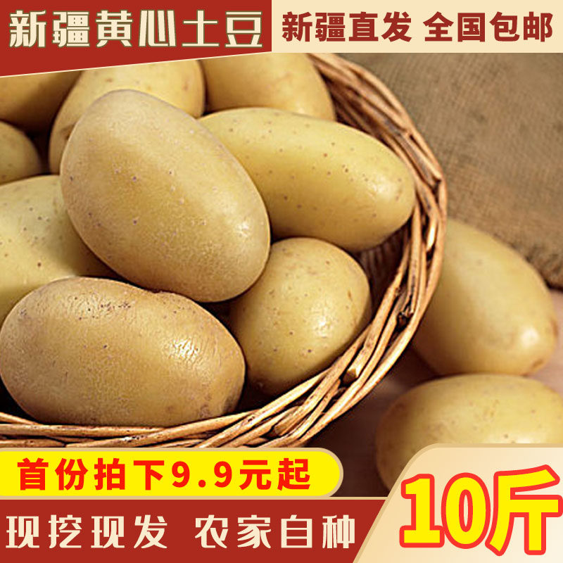 黄皮黄心大土豆10斤蔬菜马铃薯