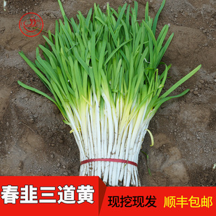 新鲜韭黄三道黄韭菜甘肃农家蔬菜春韭过年包饺子食材临洮韭菜嫩芽