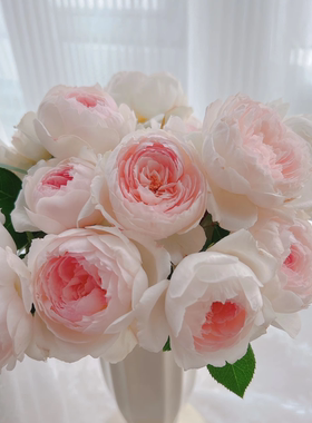 【小兔子/小白兔】Lapin 灌木月季玫瑰切花  日本月季 多季开花