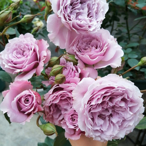 【蜻蜓】Libellula 灌木月季玫瑰日本今井清月季勤花丰花多季开花