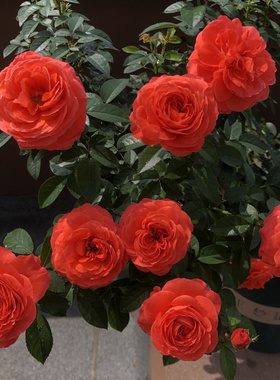 【点火樱桃】 灌木月季玫瑰多季橙色花朵果香耐热丰花