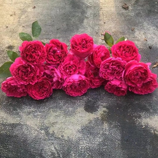 【惊鸿】 灌木月季玫瑰多季粉紫色花朵浓香耐热丰花