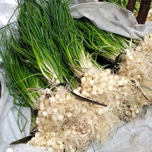 野生四川野葱新鲜苦藠苦茭小蒜小根蒜野菜薤白野葱凉拌折耳根现挖