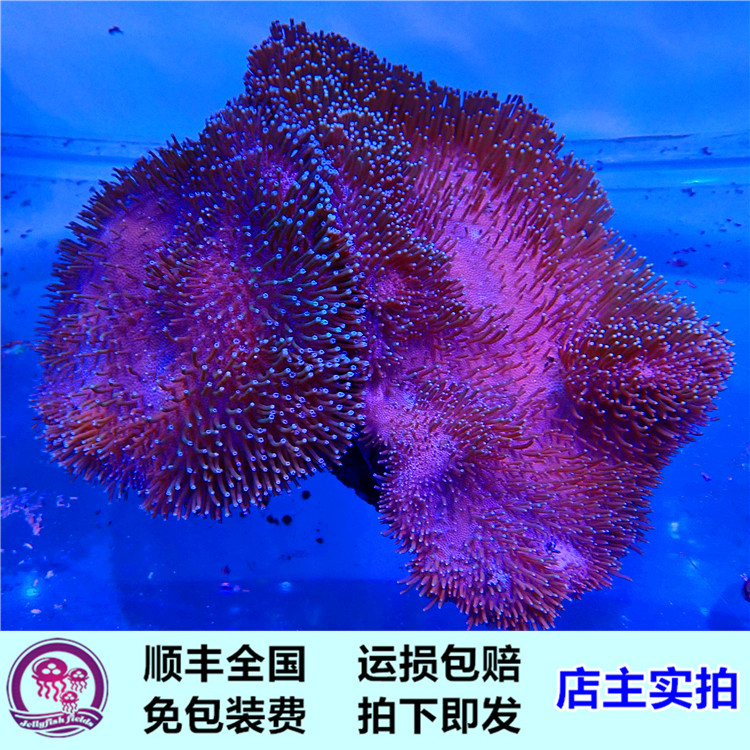 珊瑚活体包邮免运费价格 珊瑚活体包邮免运费图片 星期三