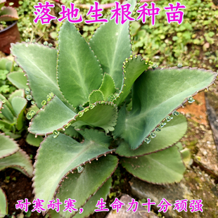 落地生根种苗 宽叶不死鸟盆栽买2发3原杯原泥发货多肉植物包邮