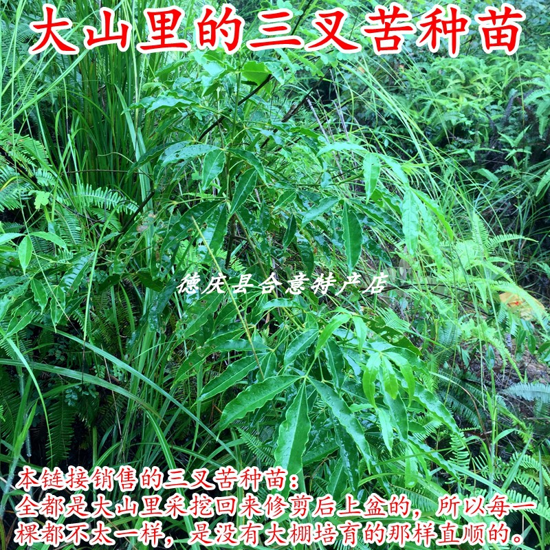 三叉苦种苗 原生态三丫虎树苗山野中药材盆栽三桠苦苗原杯原泥