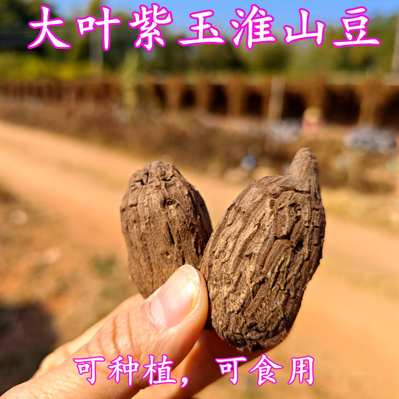 大叶紫玉淮山豆 种植用长山药种豆余棱子可食用蔬菜种子农户直发