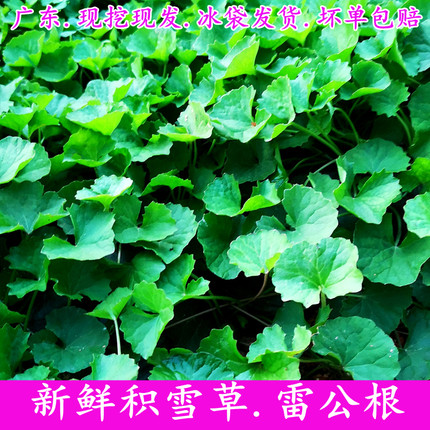 新鲜积雪草 广东现挖雷公根灯盏菜 崩大碗清热凉茶中草药提纯包邮