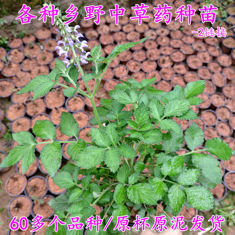 中草药种苗 60种乡间中药材盆栽绿植树苗种植苗原杯原泥发货-2
