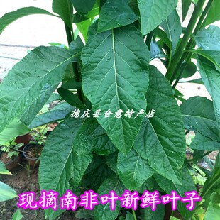 包邮 南非叶鲜叶子 将军叶苦茶叶扁桃斑鸠菊干货种苗清热中药材