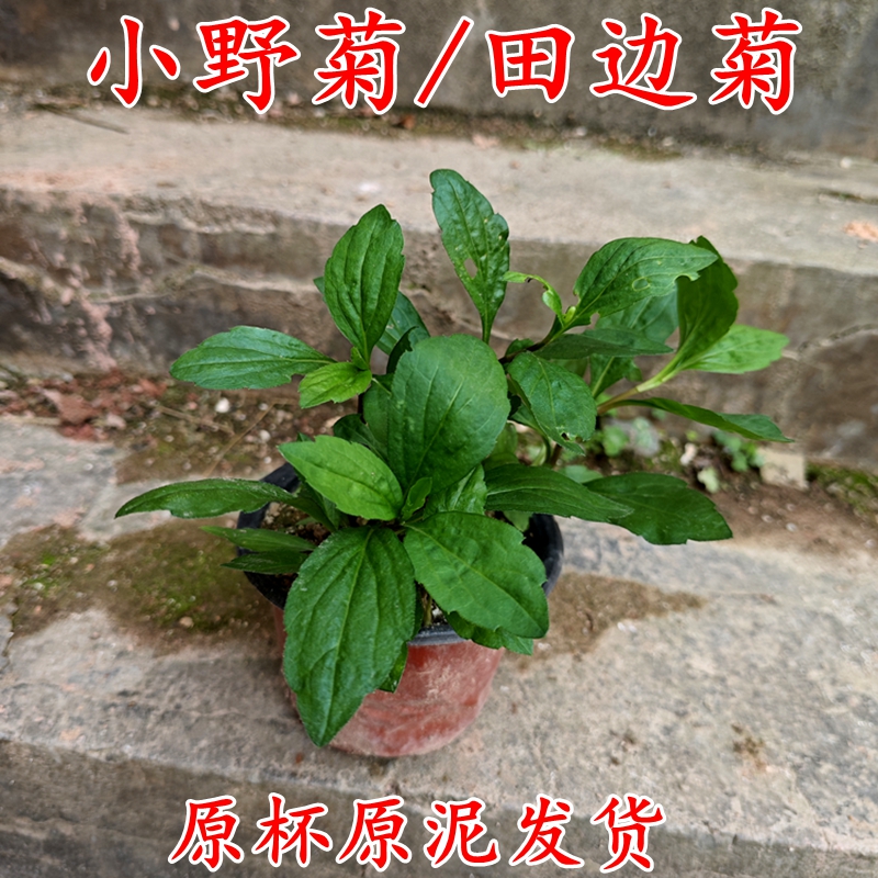 田边菊种苗乡间小野菊短绒子盆栽