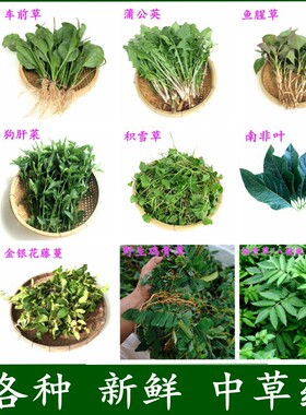 新鲜中草药现挖乡野中药材冰袋