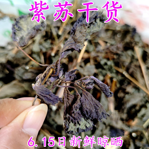 浓香老紫苏干货去腥解毒草药新货
