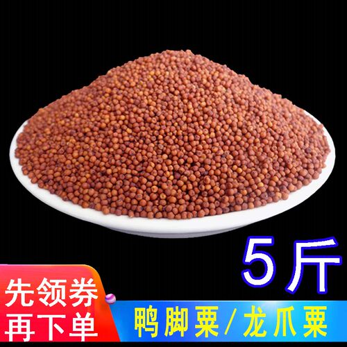 广西杂粮鸭脚粟龙爪粟米粒拳头粟