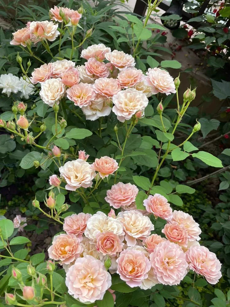 八神庵 灌木月季花色淡雅花期长淡香阳台庭院盆栽花卉