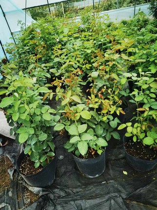 传笑哈哈专用链接直播链接