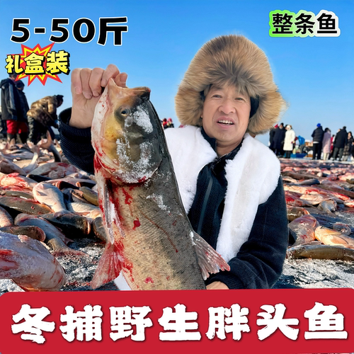 吉林冬捕淡水鱼胖头鱼查干卓玛新鲜花鲢鱼鳙鱼高档礼盒
