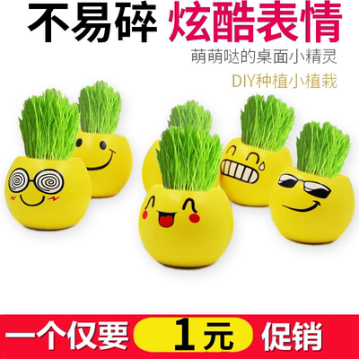 办公室迷你植物盆栽青草草头娃娃