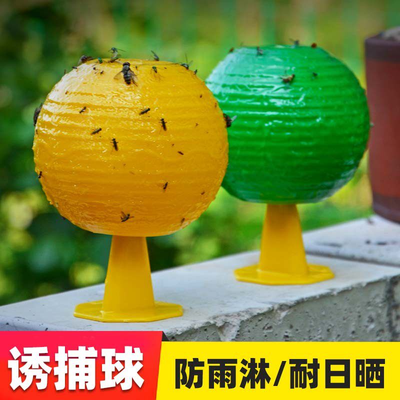果蝇诱捕器果蝇苍蝇飞虫克星强力效粘虫球室内去除小黑飞