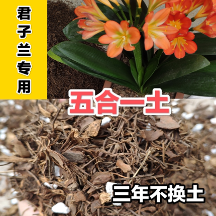 君子兰专用土松针花生壳松筋松树皮珍珠岩五合一有机营养肥料包邮