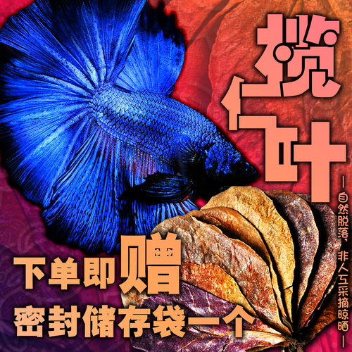 榄仁叶天然斗鱼繁殖降酸防止烂尾