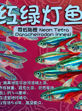 红绿灯小型灯科鱼孔雀鱼热带观赏鱼淡水宝莲灯鱼活体鱼群游鱼包邮