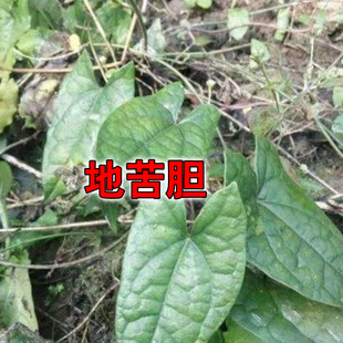 地苦胆野生金果榄500g金狮藤九莲子破石珠纳雍苗药中草药材山慈菇
