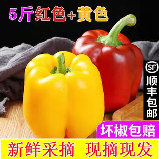 五彩椒新鲜圆椒柿子椒红黄水果甜椒灯笼椒生吃蔬菜沙拉太空椒