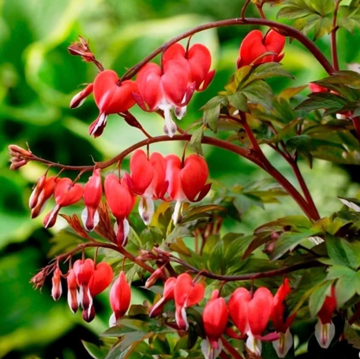 荷包牡丹盆栽花苗室内庭院阳台多年生耐寒花园植物包对版3月发