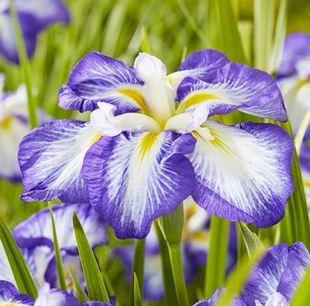 日本花菖蒲10cm盆栽苗大花盆栽地栽花卉花包对版耐寒耐热好养活