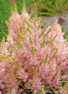 荷兰进口落新妇种球盆栽多年生植物阳台庭院花耐阴球根耐寒3月发