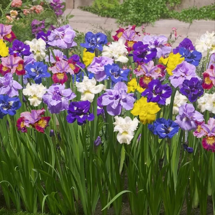 西伯利亚鸢尾裸根庭院盆栽地栽耐严寒花卉品种3月中发货包对版