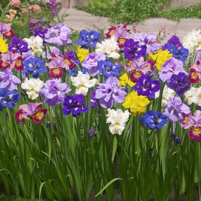 进口西伯利亚鸢尾庭院盆栽地栽耐严寒花卉品种3月中旬到发货