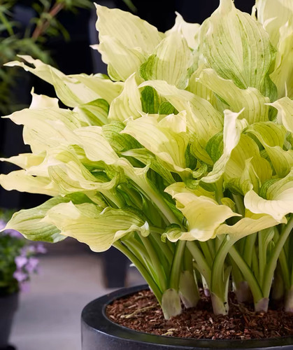 进口玉簪白羽裸根植物绿植花叶好养多年生庭院阳台耐阴观叶绿植物