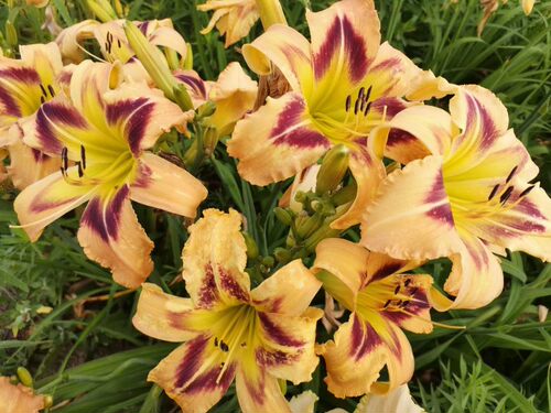 进口大花萱草多年生耐寒宿根植物裸根地栽耐热吉林地区无防护过冬