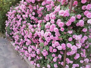 耐寒藤本月季粉蝶东北地区可无防护过冬地栽花卉蔷薇玫瑰3月下发