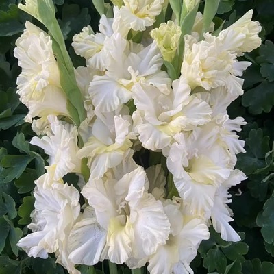 剑兰唐菖蒲种球大花好养开花