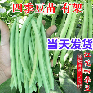 四季豆缸豆豆苗蔬菜苗